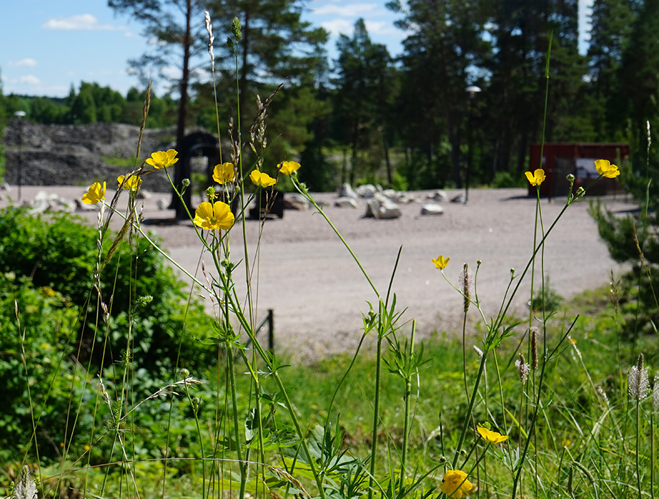 Sommarbild med smörblommor, i bakgrunden syns vandrarhemmet